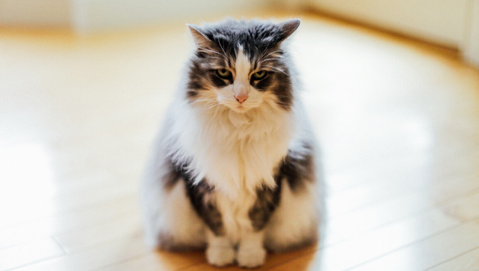 Are the floor cleaners harmful to your pets?