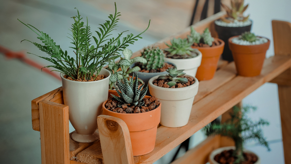 Indoor plants
