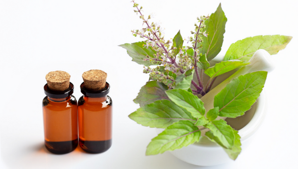 Basil oil