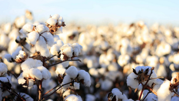 Are organic shirts good for your health?