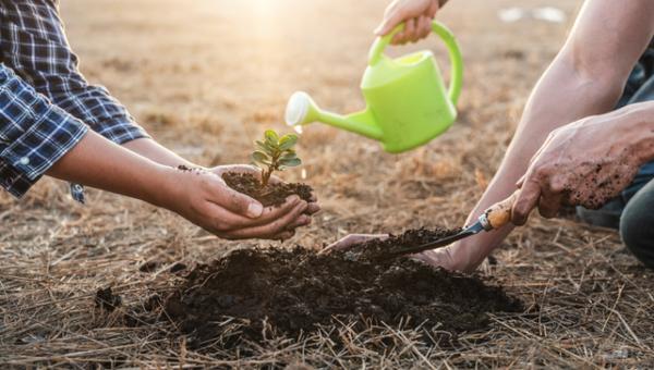 Planting