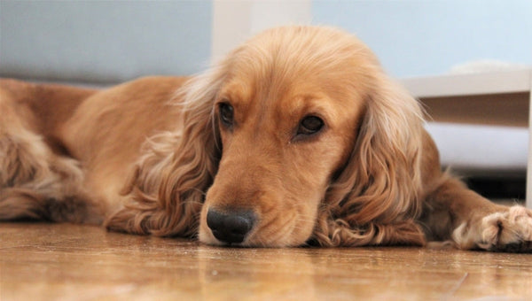 Dog on floor