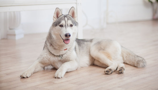 Pets and floor