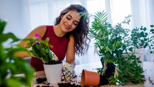 Indoor plants